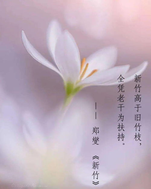 關(guān)于教師成長(cháng)的詩(shī)句