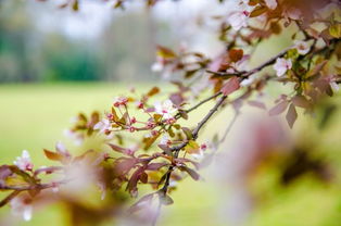 關(guān)于桃花遍地開(kāi)的詩(shī)句