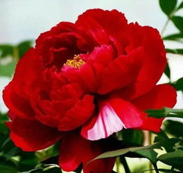 詩(shī)句,牡丹,美人