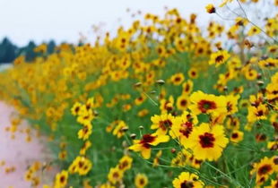 桃樹(shù),詩(shī)句,賈平