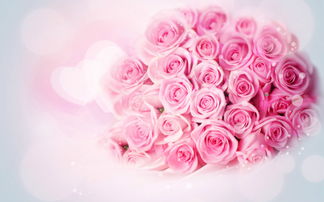 幼兒關(guān)于玫瑰的詩(shī)句