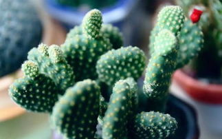 關(guān)于仙人掌簡(jiǎn)短的詩(shī)句