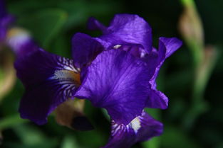 關(guān)于鳶尾花的詩(shī)句