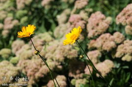 關(guān)于有花有草的詩(shī)句