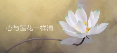 詩(shī)句,美好,生命