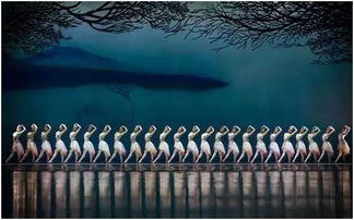 關(guān)于描寫(xiě)朱鹮的詩(shī)句