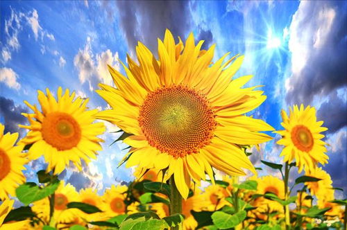 關(guān)于陽(yáng)光下成長(cháng)的詩(shī)句,關(guān)于陽(yáng)光成長(cháng)的詩(shī)句短句,陽(yáng)光心理健康成長(cháng)的詩(shī)句