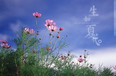 關(guān)于夏花的詩(shī)句古詩(shī)