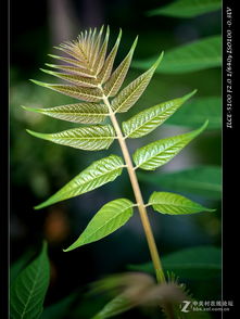 秋天勃勃生機的詩(shī)句,春天勃勃生機的詩(shī)句是,描寫(xiě)夏天勃勃生機的語(yǔ)句