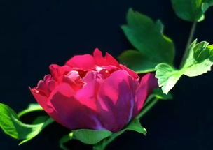 關(guān)于牡丹和美人的詩(shī)句