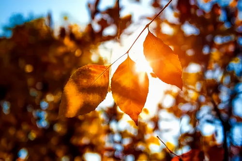 秋天的詩(shī)句古詩(shī)小學(xué),秋天雨的詩(shī)句古詩(shī),描寫(xiě)秋天悲傷古詩(shī)詞