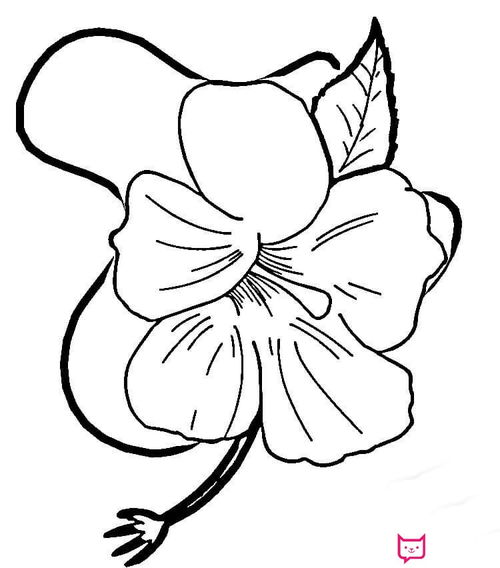 關(guān)于簡(jiǎn)筆畫(huà)芙蓉花的和詩(shī)句