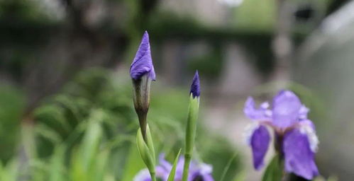 關(guān)于初夏幸福的詩(shī)句