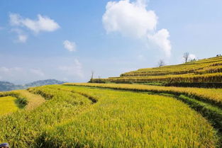 形容谷子成熟的詩(shī)句,贊美谷子成熟豐收的詩(shī)句,描寫(xiě)秋天谷子成熟的詩(shī)句