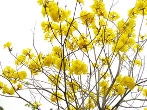 關(guān)于春天寫(xiě)黃花的詩(shī)句