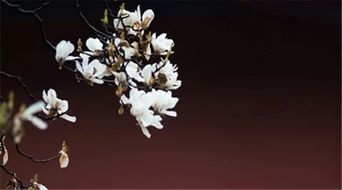 關(guān)于長(cháng)途跋涉的詩(shī)句