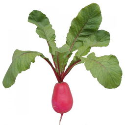 關(guān)于描寫(xiě)紅蘿卜詩(shī)句