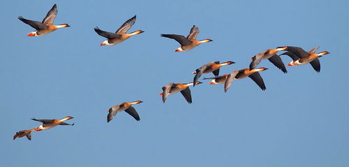 小學(xué)含大雁的古詩(shī)句