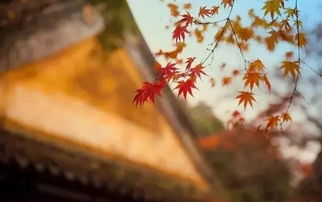 寫(xiě)關(guān)于紀念古人的詩(shī)句