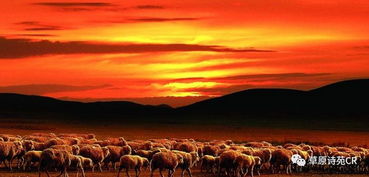 秋天草原詩(shī)句古詩(shī)