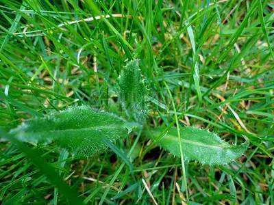 關(guān)于拔雜草的詩(shī)句