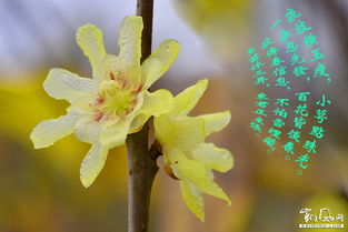 關(guān)于墨畫(huà)臘梅的詩(shī)句