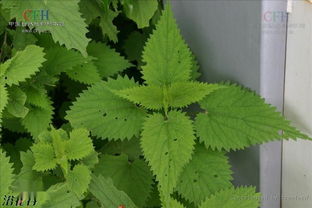 關(guān)于蕁麻草的詩(shī)句