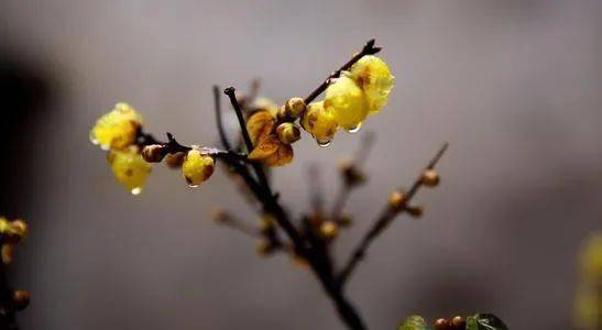 詩(shī)句,梅花,含有,優(yōu)美