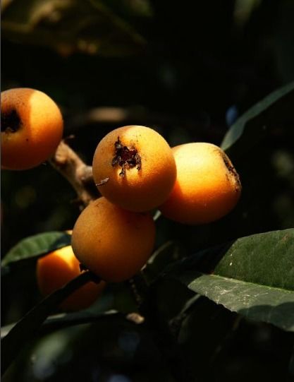 關(guān)于枇杷的詩(shī)句古詩(shī),關(guān)于枇杷的詩(shī)句蘇軾,關(guān)于枇杷的詩(shī)句有哪些