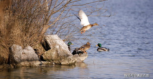 關(guān)于春鳥(niǎo)的詩(shī)句