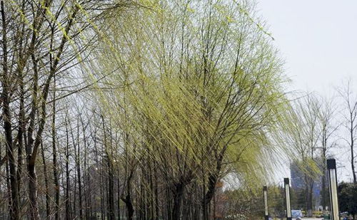 描寫(xiě)柳樹(shù)的小學(xué)古詩(shī)句