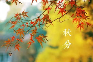 關(guān)于秋分豐收的詩(shī)句古詩(shī)