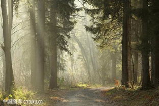 關(guān)于秋天樹(shù)木的詩(shī)句