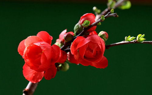 古詩(shī)文中贊頌花的品德的詩(shī)句