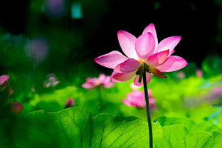 關(guān)于自然的經(jīng)典詩(shī)句