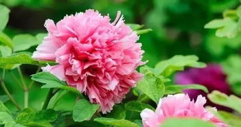 描寫(xiě)牡丹的古詩(shī)句有哪些