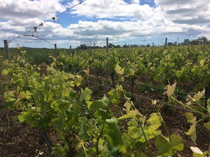 生機勃勃,詩(shī)句,景物