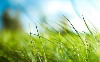 關(guān)于小草美的詩(shī)句