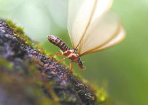 關(guān)于白蟻的詩(shī)句