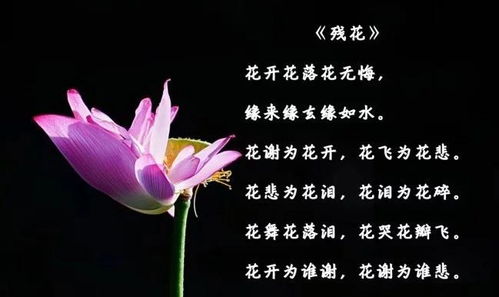 關(guān)于殘花的古詩(shī)句
