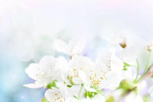 明月下孤獨的古詩(shī)句