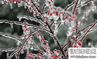 關(guān)于狗的詩(shī)句和諺語(yǔ)