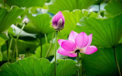 關(guān)于荷花的詩(shī)句詩(shī)名