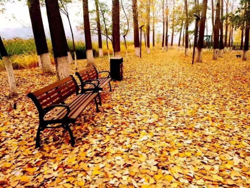 詩(shī)句,千古,秋天