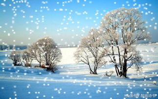 描寫(xiě)冬天的飛雪的古詩(shī)句