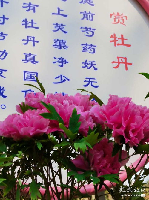 贊美牡丹詩(shī)句古詩(shī)