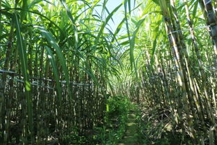 關(guān)于農業(yè)興旺的詩(shī)句