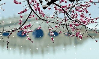 踏雪尋梅古詩(shī)句