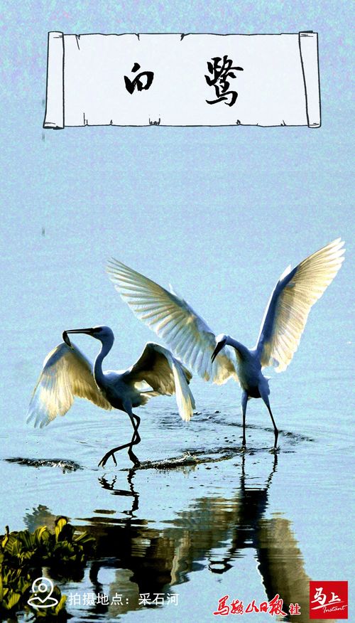 書(shū)寫(xiě)關(guān)于白鷺的詩(shī)句
