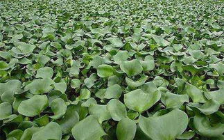 關(guān)于水葫蘆的詩(shī)句